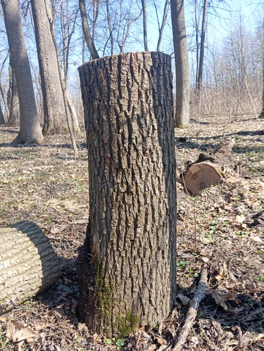 Дрова твердих порід ясен доставка по місту Умань і Району 2000 гривень