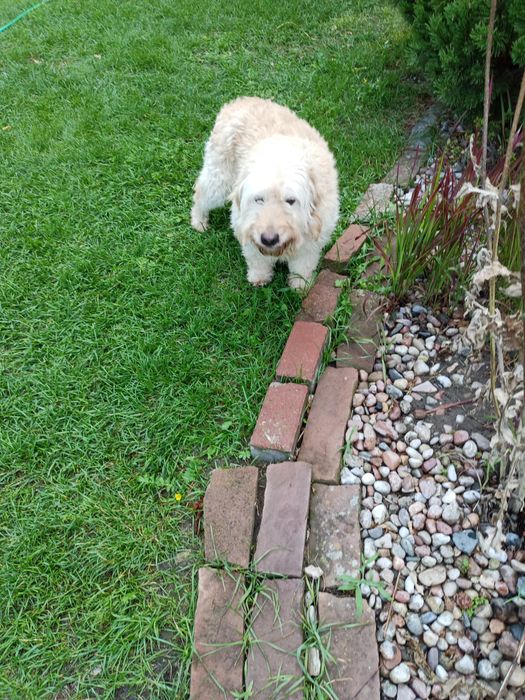 Dorosłe Labradoodle para