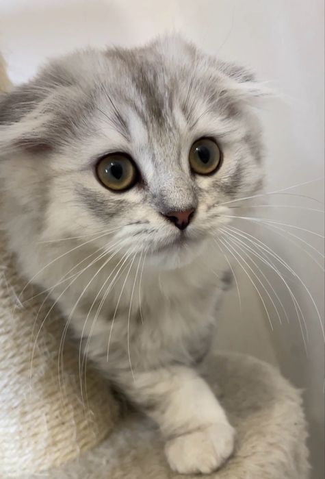 Серебряная и золотая шиншилла котенок,девочка,мальчик,вислоухая,фолд