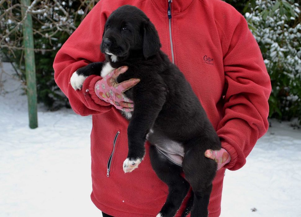 Owczarek środkowoazjatycki FCI