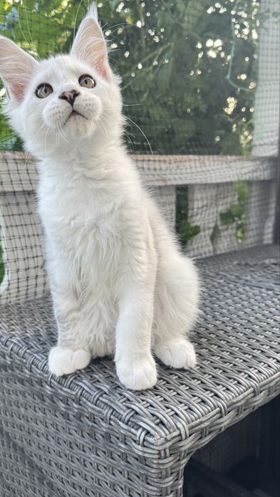Ogromna kotka maine coon srebrna shaded