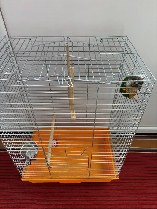 Продаж клітки для середнього попугая, птах, все що на фото, корм