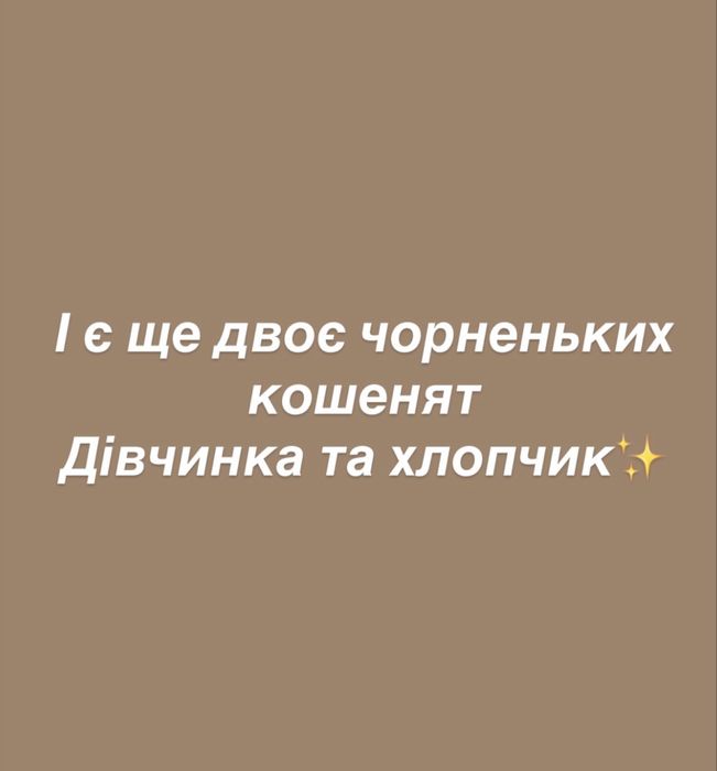 Віддам в добрі руки котиків