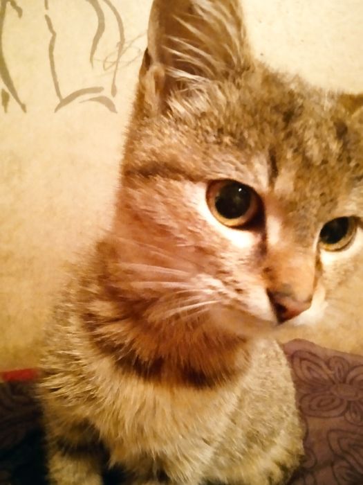 Хлопчик смугастий міні тигрик