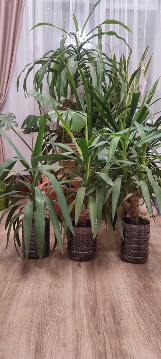 Драцена, кімнатна рослина, вазон