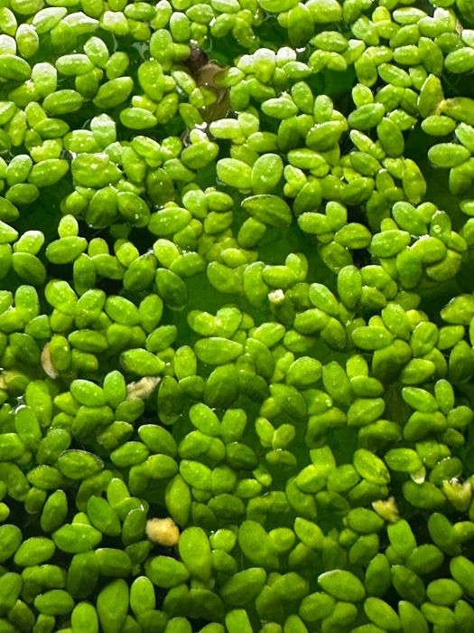 Plantas de Aquário