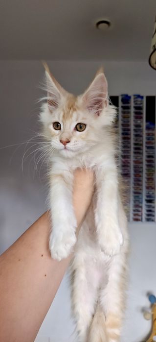 Cudny kocurek Maine Coon