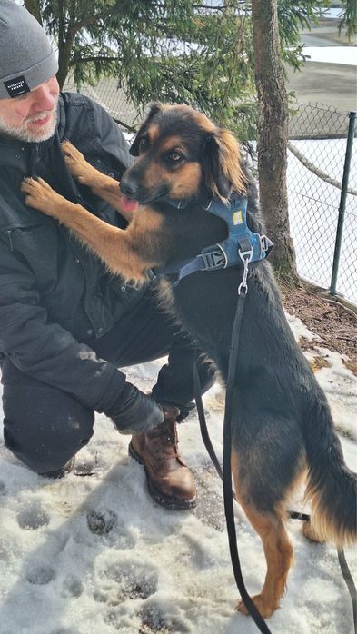 Pies do adopcji - super kompan na dlugie wycieczki