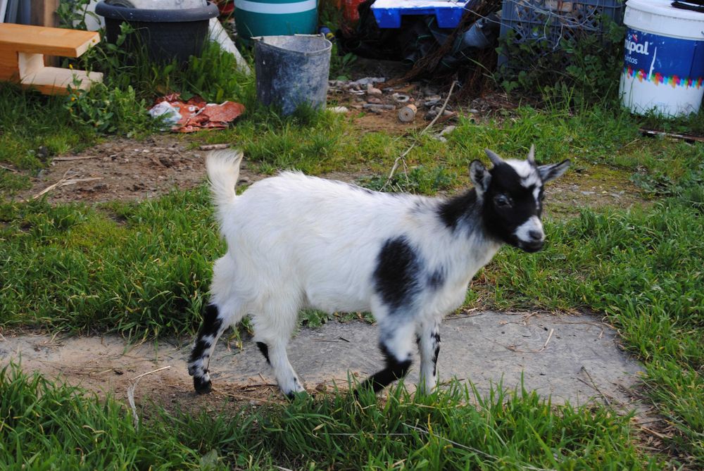 Cabras Anãs para venda ou troca