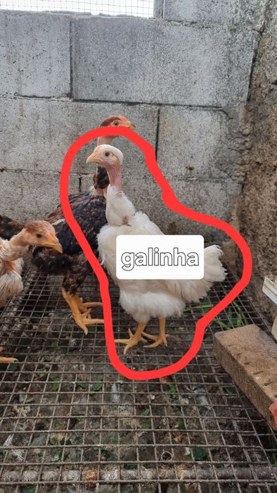 Trio branca portuguesa