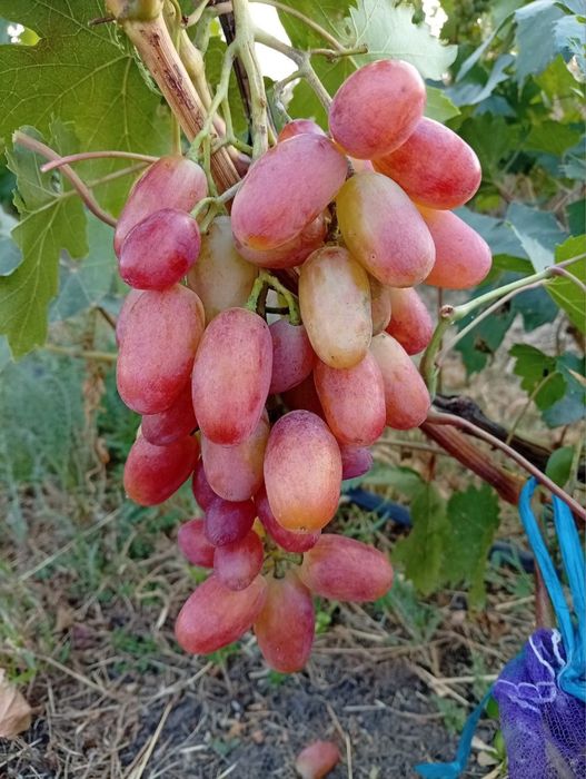 Виноград гурт опт