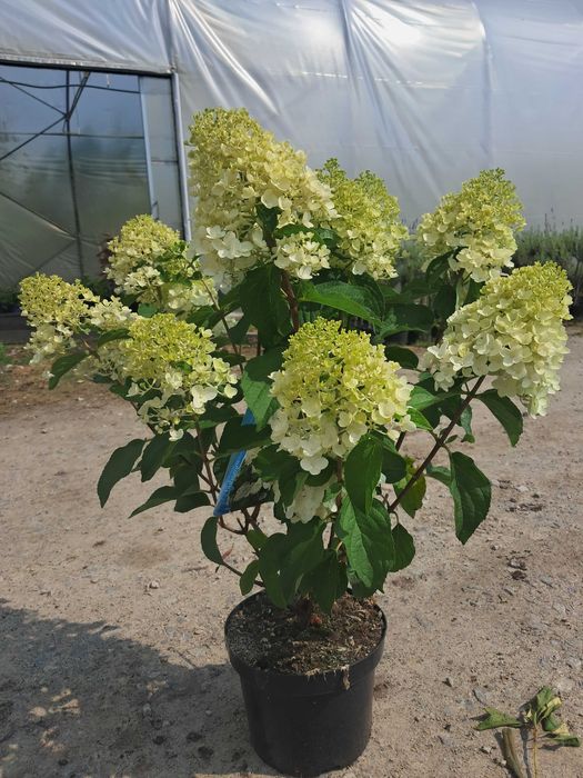 Hortensja bukietowa Silver Dollar/duza sadzonka