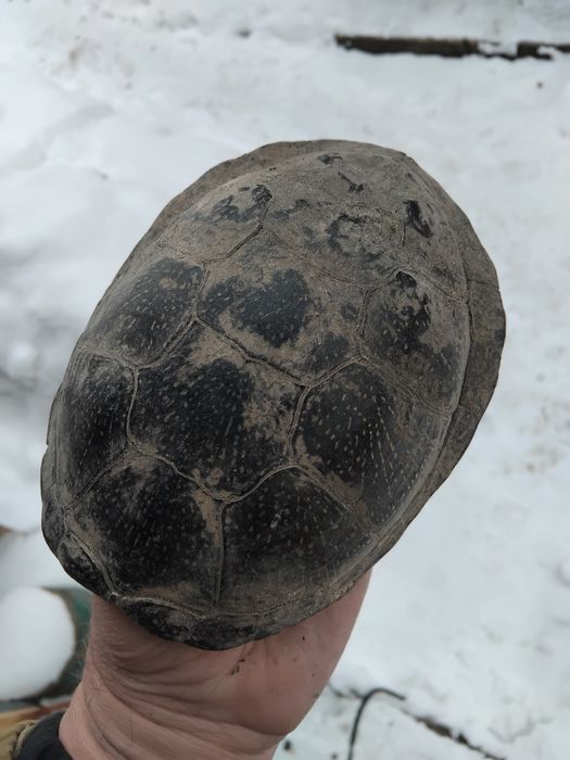 Панцир черепахи.