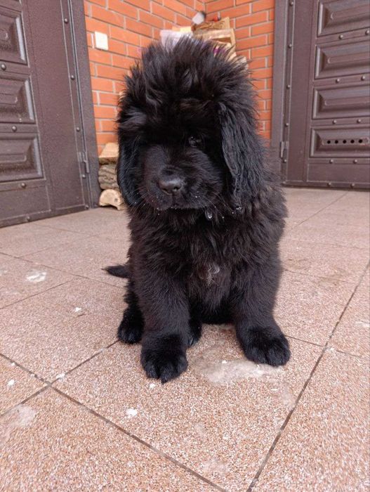 цуценя 2 місячне ньюфаунленд