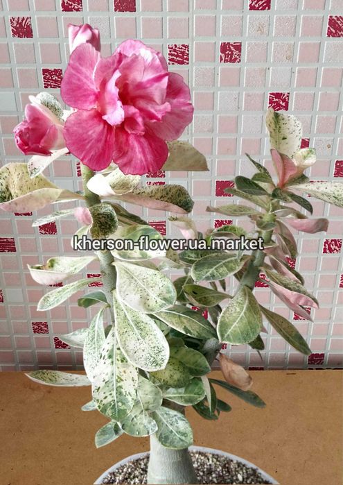 Адениум вариегатный махровый