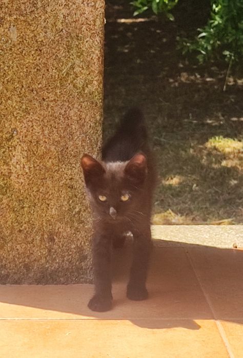 Gato para adoção