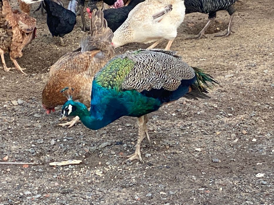 Vendo Pavões coloridos