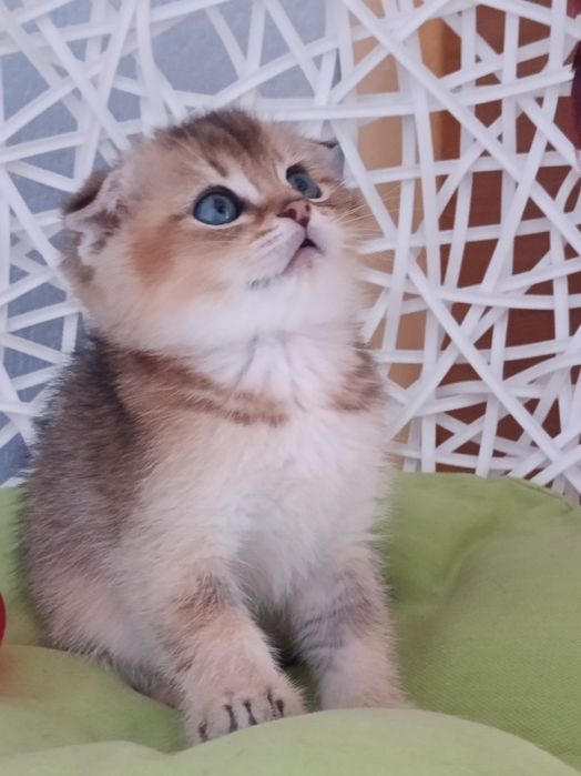 Вільний шотландський ведмедик