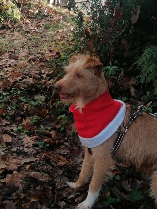 Ricky- cão para adoção responsável