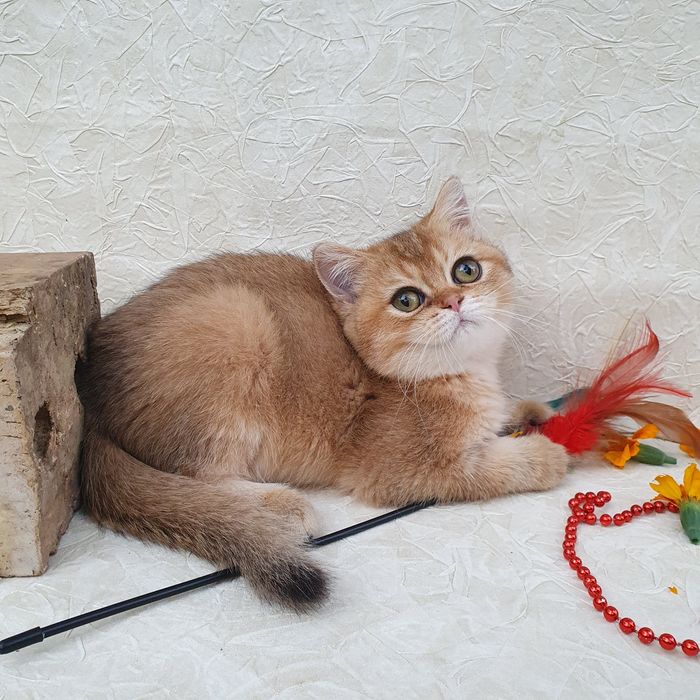 Котик британец тикированного окраса. Котята радость в дом Киев
