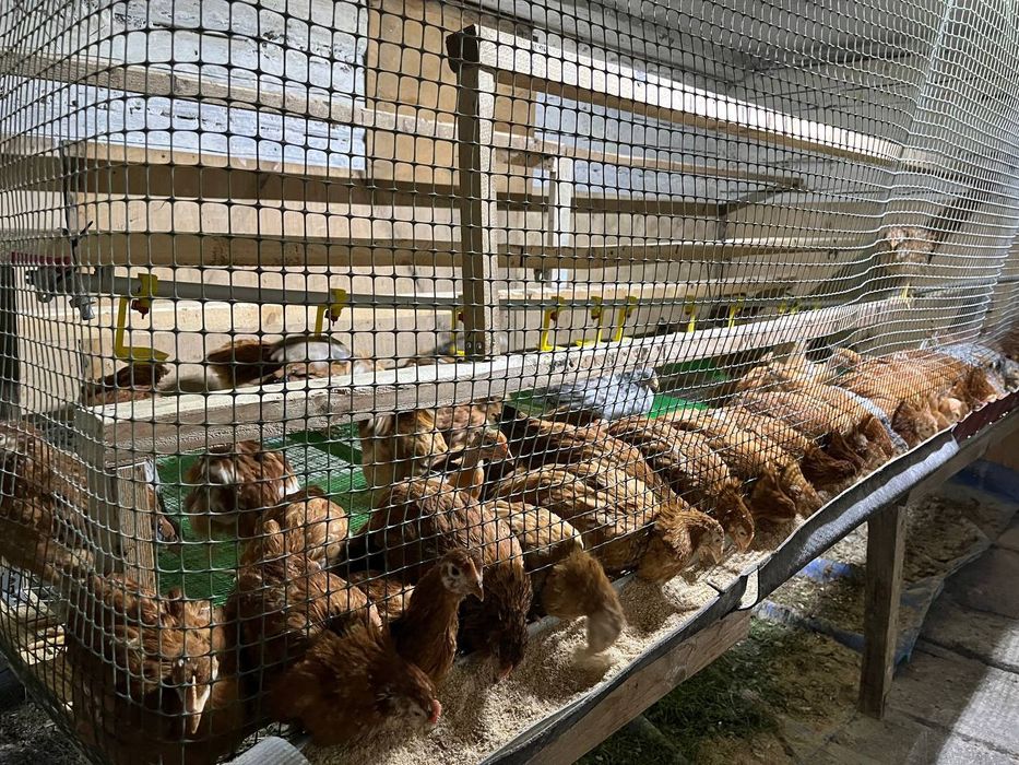 Підрощені курчата