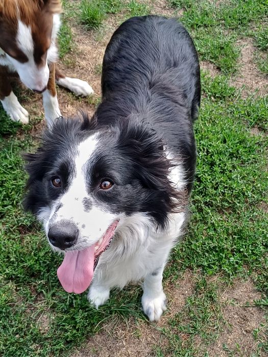 Border Collie piesek blue merle