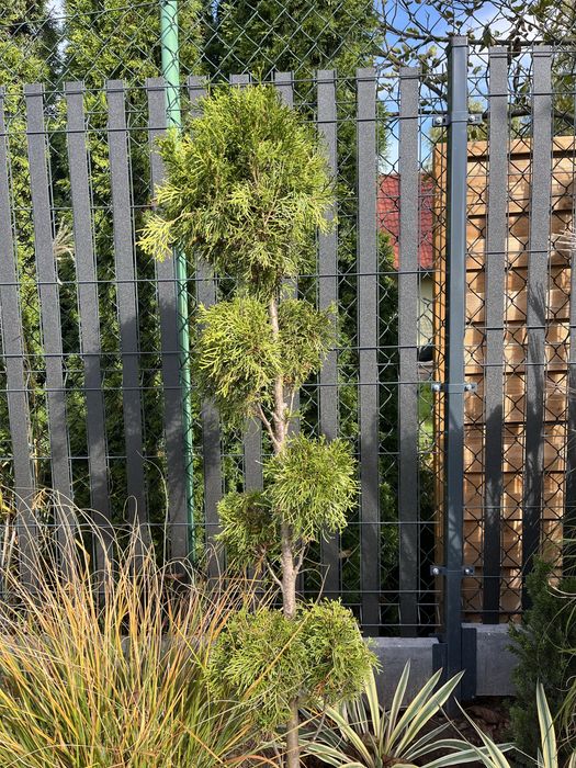 Bonzai thuja formowana piekny okaz