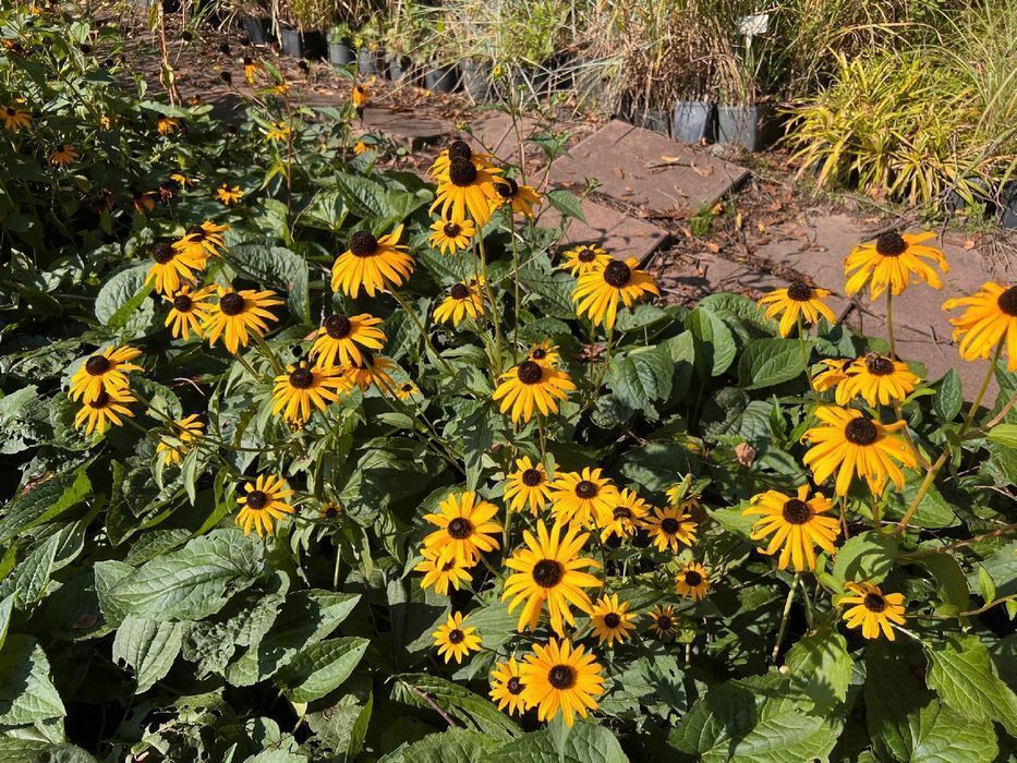 Rudbekia błyskotliwa 'Goldsturm' Złota;  (Rudbeckia fulgida)