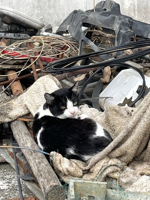 Gato Juvenil para Adoção!