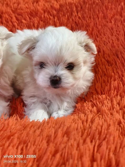 Мальтипу білий зроблена за віком обробка та вакцинація Мальтипу белый