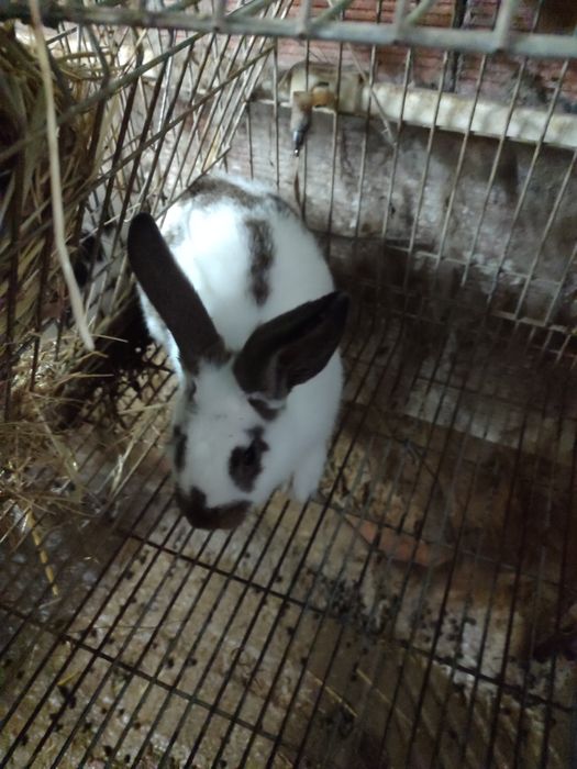 Coelhos caseiros cruzados