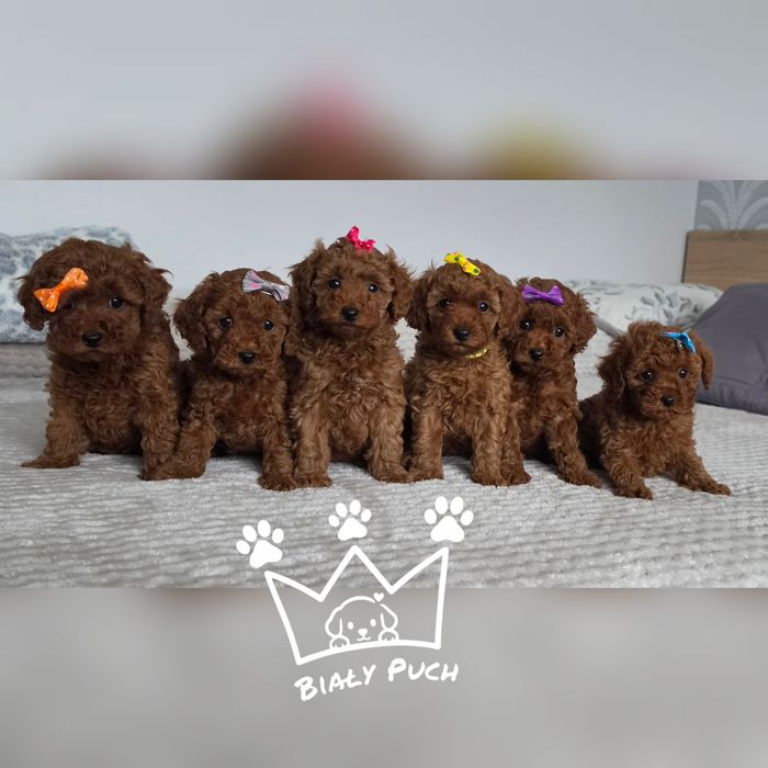Pudel toy miniaturowy teacup red brown chiny badania paszport wyprawka