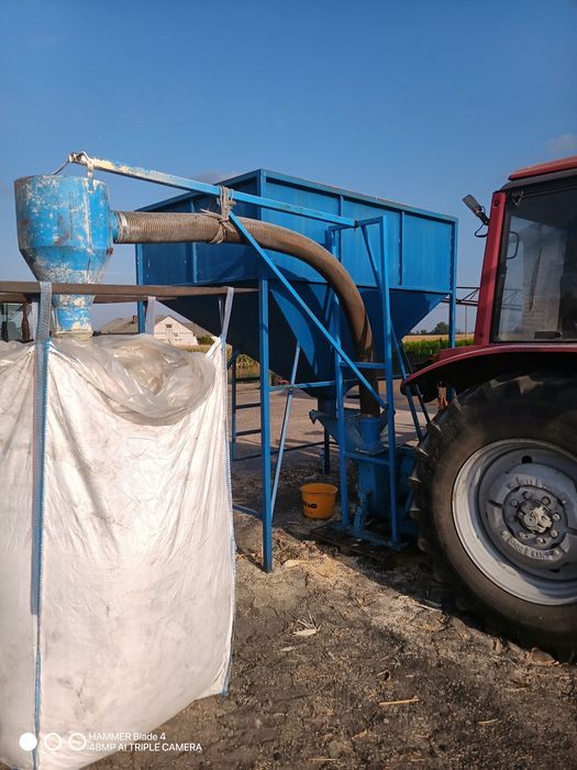 Kukurydza mielona ccm zbiór 2025