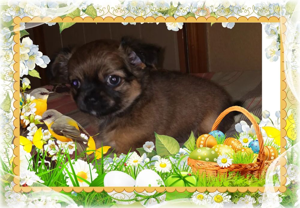 Д/ш девочка чихуахуа