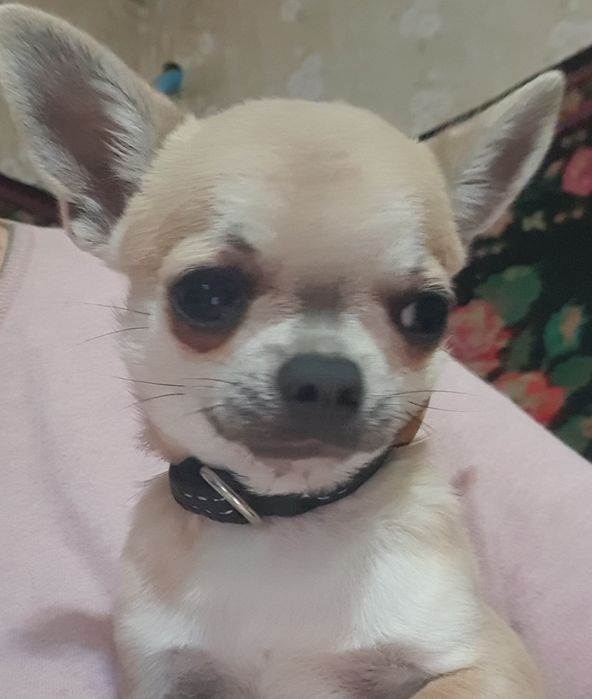 Мини мальчик чихуахуа гладкошерстный