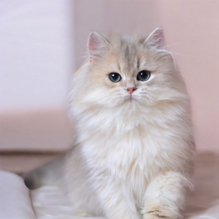 В хорошие руки котенок