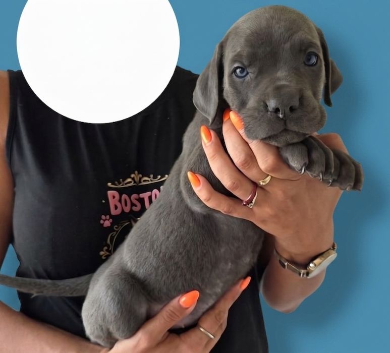 Niebieski szary blue szczeniak Cane Corso szczeniaczek mocni rodzice z rodowodem, rodowód