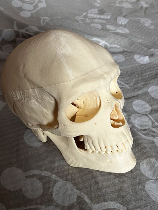 Czaszka anatomia człowieka model 3d