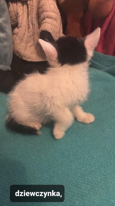 Koteczka do adopcji