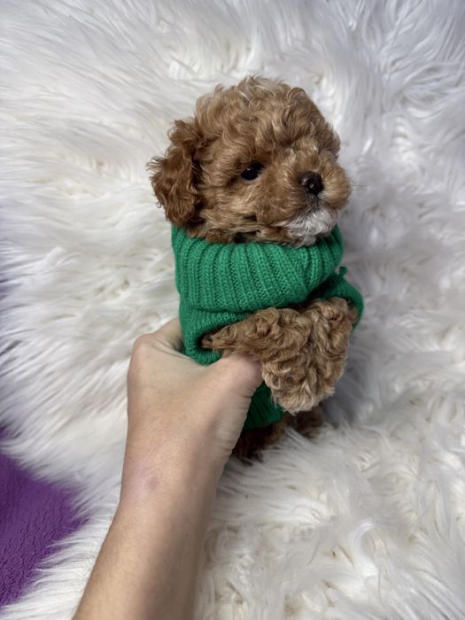 Красиві міні цуцики