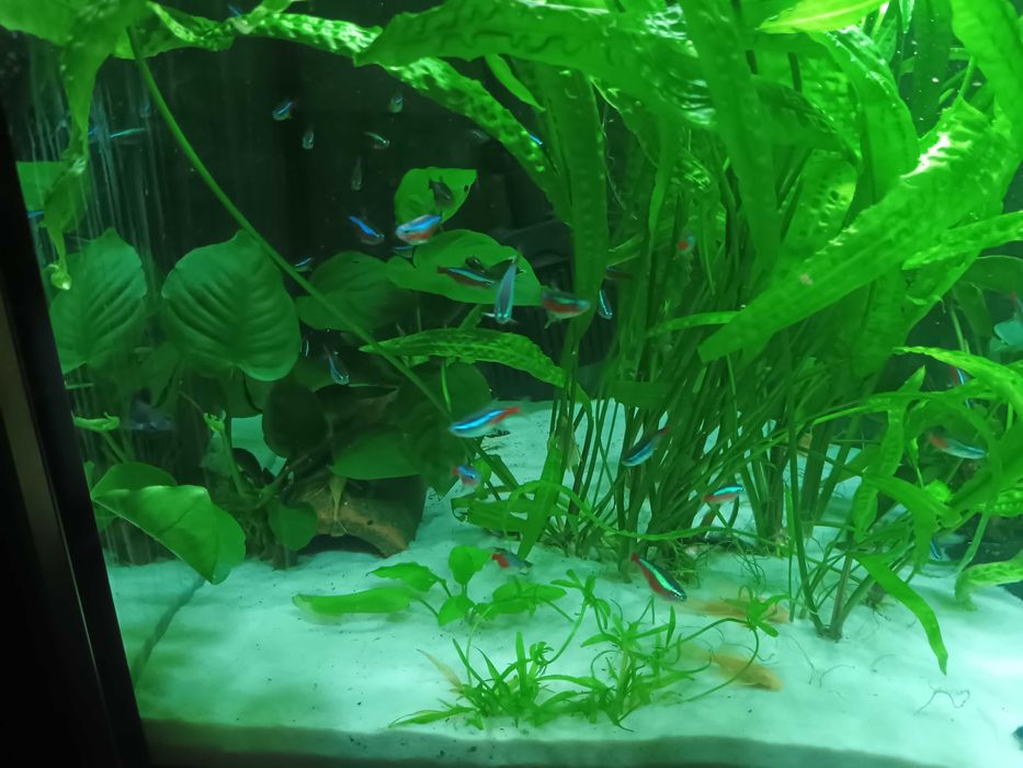 Sprzedam 50  ryb Neon!