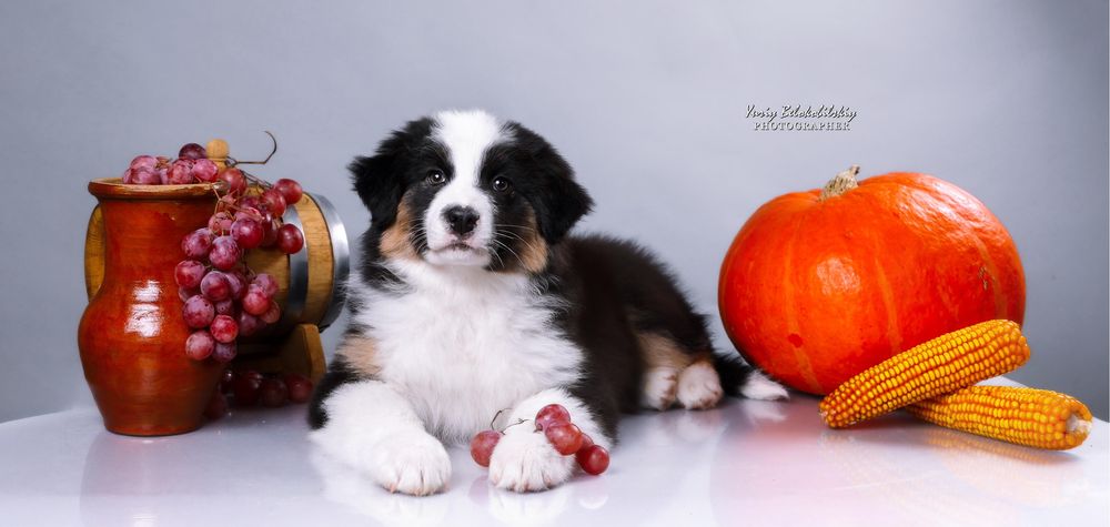 Австралійська вівчарка. Дівчинка триколор (long tail)