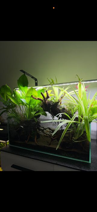 Akwaria z lampa chihiros