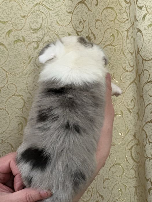 Этот малыш предназначен для Вас! КОРГИ