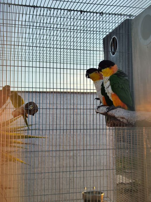 Marianinhas de cabeça preta