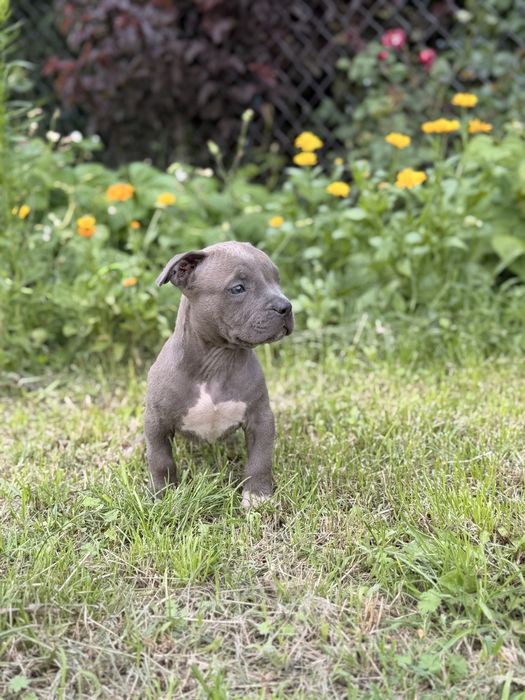 Amstaff - pieski
