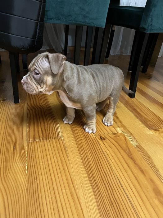 Piesek rasy  American Bully