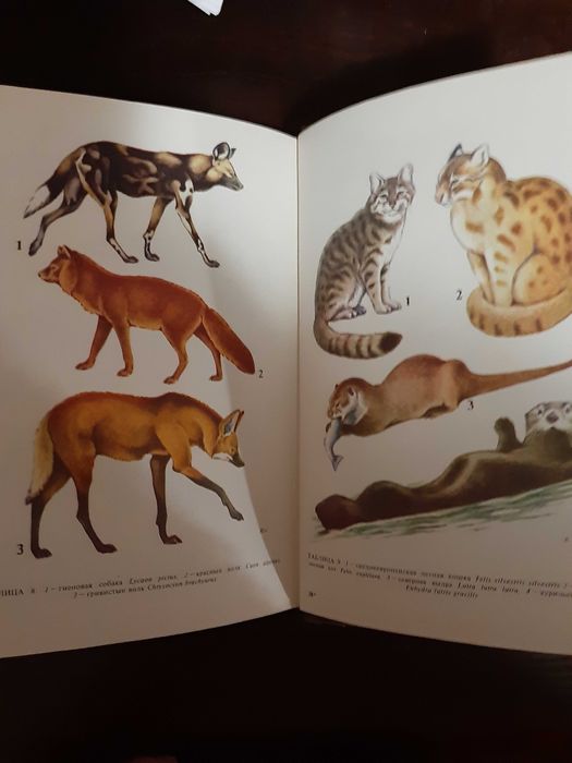 Соколов Редкие и исчезающие животные млекопитающие 1986