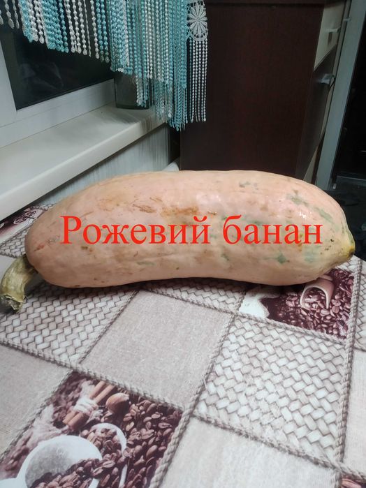 Насіння солодких гарбузів