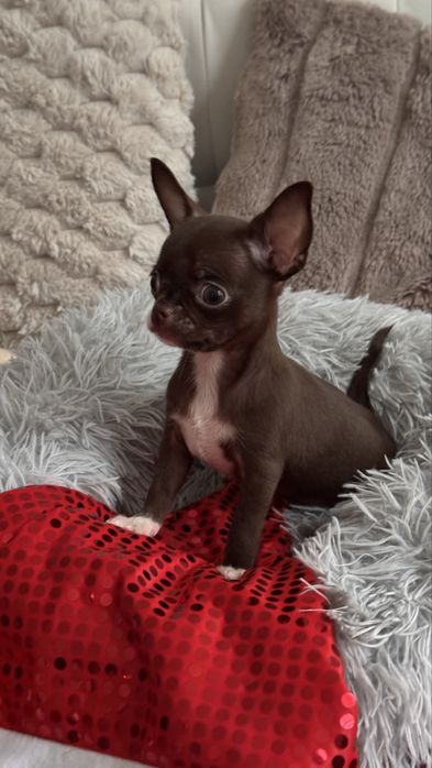 Міні кобель чіхуахуа, тип коббі, шоколад ( чихуахуа)